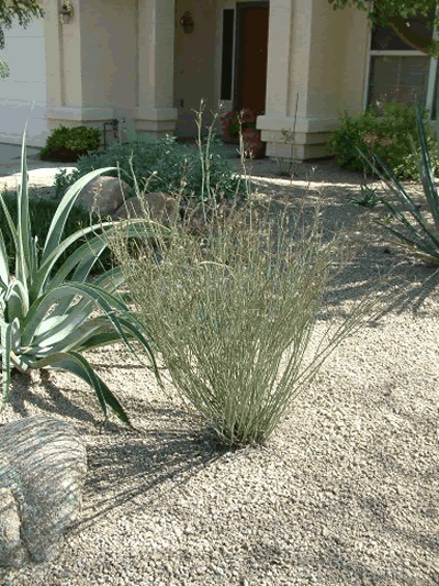 asclepias subulatac